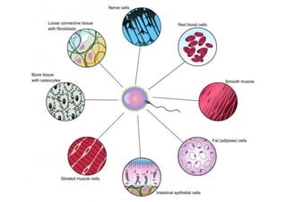 Multicellular
Organisms

 