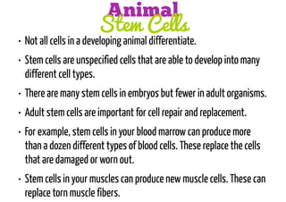 Animal
Stem Cells

• Not all cells in a developing animal differentiate.
• Stem cells are unspecified cells that are able to develop into many
different cell types.
• There are many stem cells in embryos but fewer in adult organisms.
• Adult stem cells are important for cell repair and replacement.
• For example, stem cells in your blood marrow can produce more
than a dozen different types of blood cells. These replace the cells
that are damaged or worn out.
• Stem cells in your muscles can produce new muscle cells. These can
replace torn muscle fibers.

 