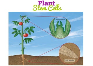 Plant
Stem Cells

 