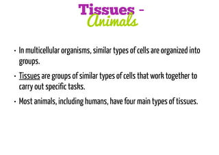 Tissues Animals
• In multicellular organisms, similar types of cells are organized into
groups.
• Tissues are groups of similar types of cells that work together to
carry out specific tasks.
• Most animals, including humans, have four main types of tissues.

 