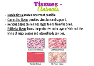 •
•
•
•

Tissues Animals

Muscle tissue makes movement possible.
Connective tissue provides structure and support.
Nervous tissue carries messages to and from the brain.
Epithelial tissue forms the protective outer layer of skin and the
lining of major organs and internal body cavities.

 