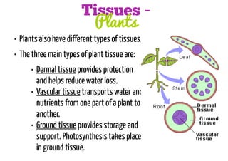 Tissues Plants

• Plants also have different types of tissues.
• The three main types of plant tissue are:

• Dermal tissue provides protection
and helps reduce water loss.
• Vascular tissue transports water and
nutrients from one part of a plant to
another.
• Ground tissue provides storage and
support. Photosynthesis takes place
in ground tissue.

 