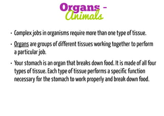 Organs Animals
• Complex jobs in organisms require more than one type of tissue.
• Organs are groups of different tissues working together to perform
a particular job.
• Your stomach is an organ that breaks down food. It is made of all four
types of tissue. Each type of tissue performs a specific function
necessary for the stomach to work properly and break down food.

 
