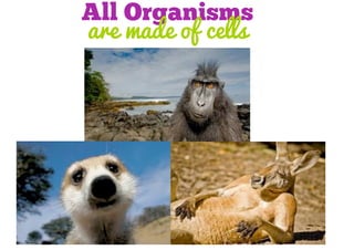 All Organisms
are made of cells

 