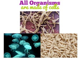 All Organisms
are made of cells

 