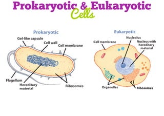 Prokaryotic & Eukaryotic
Cells

 