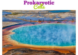 Prokaryotic
Cells

 