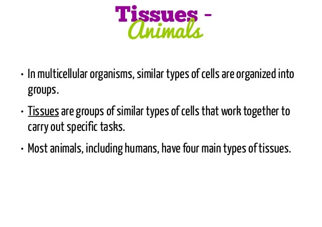 levels of organization cell to organism groups of tissues with the same function form