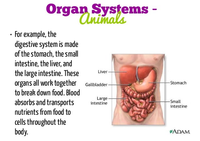 Which organ system contains the liver?