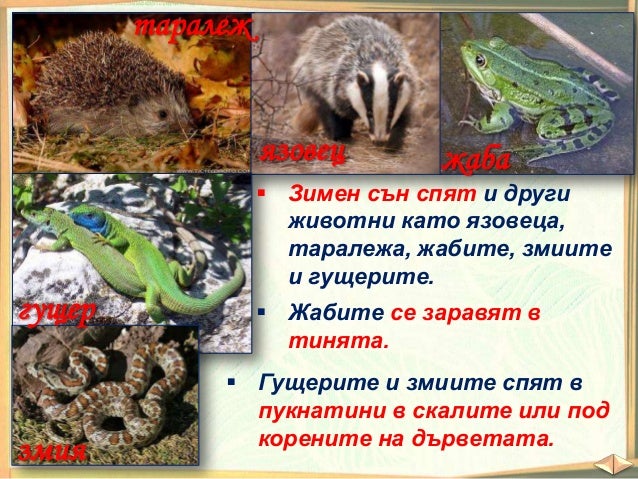 Как растенията и животните оцеляват - ЧП, 3 клас, Булвест