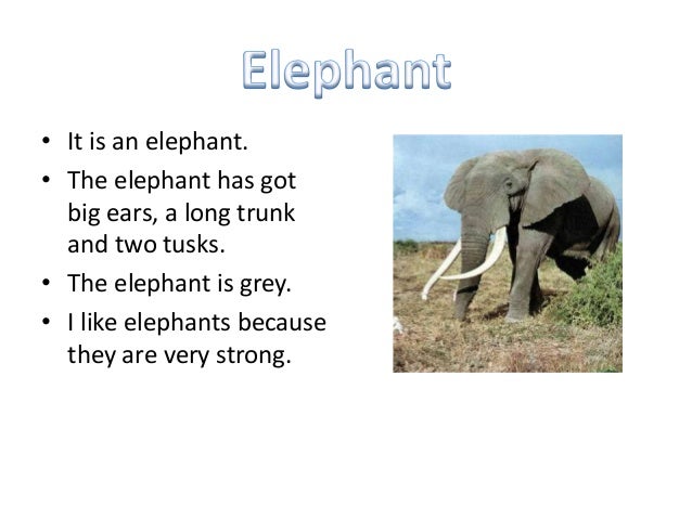 Elephant перевести. Слон на английском языке. Elephant на английском. Описание слона на английском языке. Текст про слона на английском языке.