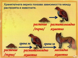 Хранителната верига показва зависимостта между
растенията и животните.

растение растителноядно
/зърно/
животно

храна за

растение
/зърно/

храна за

растителноядно
животно

месоядно
животно

 