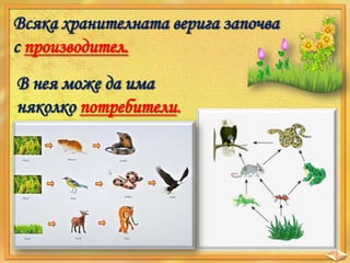 Всяка хранителната верига започва
с производител.
В нея може да има
няколко потребители.

 