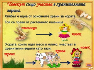 Човекът също участва в хранителната
верига.
Хлябът е една от основните храни за хората.
Той се прави от растението пшеница.

пшеница

човек
Хората, които ядат месо и мляко, участват в
хранителни вериги като тази:

трева

крава

човек

план

 