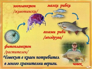 зоопланктон
/животински/

малки рибки

големи риби
/мъздруга/
фитопланктон
/растителен/

Човекът е краен потребител
в много хранителни вериги.

човек

 