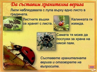 Да съставим хранителна верига
Лили наблюдавала с лупа върху едно листо в
градината.
Листните въшки
Калинката ги
се хранят с листа.
изяжда.
Самата тя може да
послужи за храна на
някой паяк.

Съставете хранителната
верига и отговорете на
въпросите.

план

 
