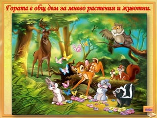 Гората е общ дом за много растения и животни.

план

 