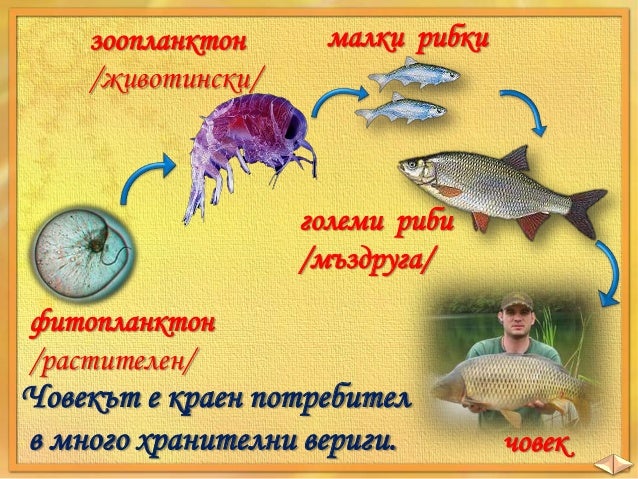 Кой кого изяжда - ЧП, 3 клас, Булвест