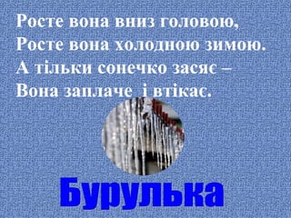 Росте вона вниз головою,
Росте вона холодною зимою.
А тільки сонечко засяє –
Вона заплаче і втікає.

 