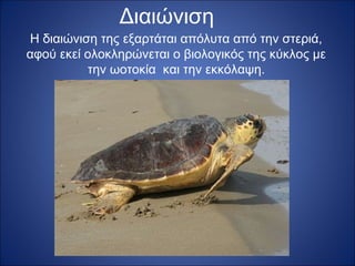 Διαιώνιση
Η διαιώνιση της εξαρτάται απόλυτα από την στεριά,
αφού εκεί ολοκληρώνεται ο βιολογικός της κύκλος με
την ωοτοκία και την εκκόλαψη.

 