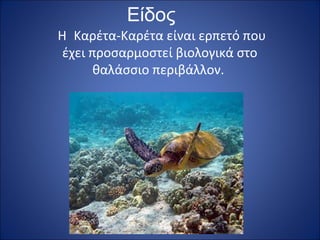 Είδος
Η Καρέτα-Καρέτα είναι ερπετό που
έχει προσαρμοστεί βιολογικά στο
θαλάσσιο περιβάλλον.

 