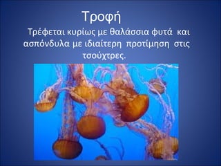 Τροφή
Τρέφεται κυρίως με θαλάσσια φυτά και
ασπόνδυλα με ιδιαίτερη προτίμηση στις
τσούχτρες.

 