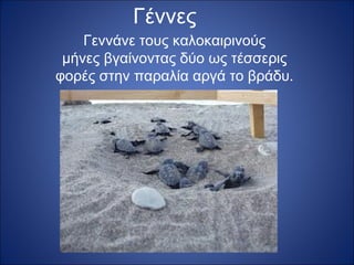 Γέννες
Γεννάνε τους καλοκαιρινούς
μήνες βγαίνοντας δύο ως τέσσερις
φορές στην παραλία αργά το βράδυ.

 