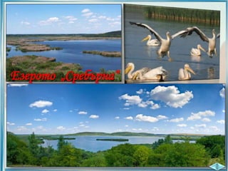 Езерото „Сребърна“

 