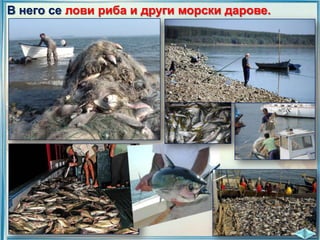 В него се лови риба и други морски дарове.

 