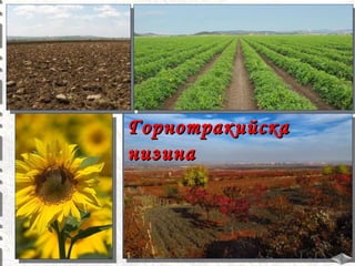 Горнотракийска
низина

 