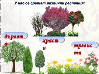 У нас се срещат различни растения:

дървет
а

храст
и

тревис
ти

 