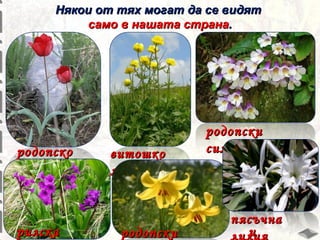 Някои от тях могат да се видят
само в нашата страна.

родопско
лале

рилска

витошко
лале

родопски

родопски
силивряк

пясъчна
и
лилия

 