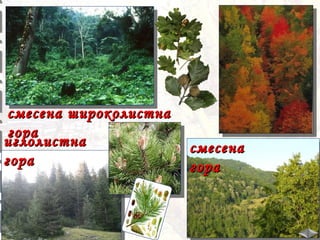 смесена широколистна
гора
иглолистна
гора

смесена
гора

 