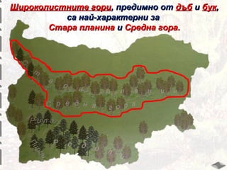 Широколистните гори, предимно от дъб и бук,
са най-характерни за
Стара планина и Средна гора.

 