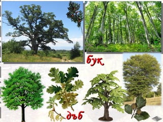 бук

дъб

 