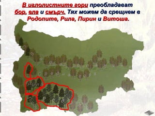 В иглолистните гори преобладават
бор, ела и смърч. Тях можем да срещнем в
Родопите, Рила, Пирин и Витоша.

 