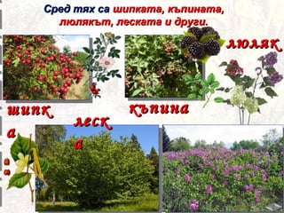 Сред тях са шипката, къпината,
люлякът, леската и други.

люляк
шипк
а

леск
а

къпина

 
