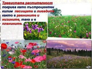 Тревистата растителност
покрива като пъстроцветен
килим пасищата и ливадите
както в равнините и
низините, така и в
планините.

 