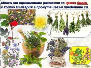 Много от тревистите растения са ценни билки,
с които България е прочута извън пределите си.

 
