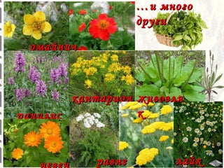 … и много
други
омайнич
е
кантарион живовля
к
ранилис
т
равне

лайк

 