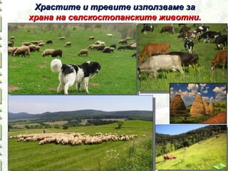 Храстите и тревите използваме за
храна на селскостопанските животни.

 