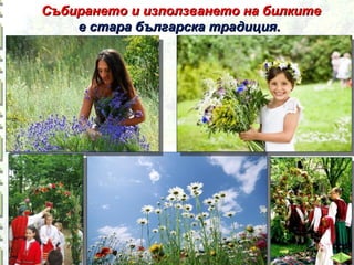 Събирането и използването на билките
е стара българска традиция.

 