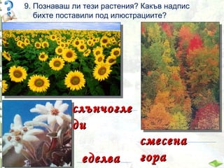 9. Познаваш ли тези растения? Какъв надпис
бихте поставили под илюстрациите?

слънчогле
ди
еделва

смесена
гора

 