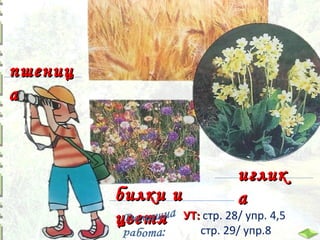 пшениц
а

иглик
а

билки и
цветя УТ: стр. 28/ упр. 4,5
стр. 29/ упр.8

 