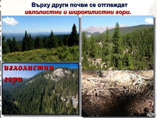 Върху други почви се отглеждат
иглолистни и широколистни гори.

иглолистни
гори

 