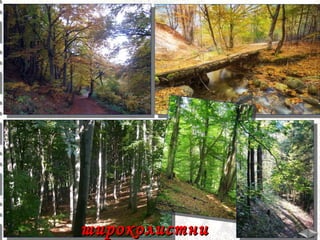 широколистни

 