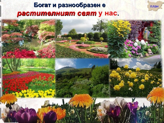 Почва и растителен свят - ЧО, 3 клас, Булвест