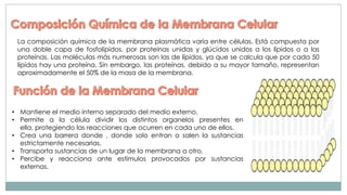 La composición química de la membrana plasmática varía entre células. Está compuesta por
una doble capa de fosfolípidos, por proteínas unidas y glúcidos unidos a los lípidos o a las
proteínas. Las moléculas más numerosas son las de lípidos, ya que se calcula que por cada 50
lípidos hay una proteína. Sin embargo, las proteínas, debido a su mayor tamaño, representan
aproximadamente el 50% de la masa de la membrana.

• Mantiene el medio interno separado del medio externo.
• Permite a la célula dividir los distintos organelos presentes en
ella, protegiendo las reacciones que ocurren en cada uno de ellos.
• Crea una barrera donde , donde solo entran o salen la sustancias
estrictamente necesarias.
• Transporta sustancias de un lugar de la membrana a otro.
• Percibe y reacciona ante estímulos provocados por sustancias
externas.

 