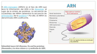 El ARN mensajero (ARNm) es el tipo de ARN que
lleva la información del ADN a los ribosomas, el
lugar de la síntesis de proteínas. La secuencia de
nucleótidos del ARNm determina la secuencia de
aminoácidos de la proteína.21 Por ello, el ARNm es
denominado ARN codificante.

Subunidad mayor del ribosoma. En azul las proteínas
ribosomales y en otros colores 2 o 3 moléculas de ARN.

 