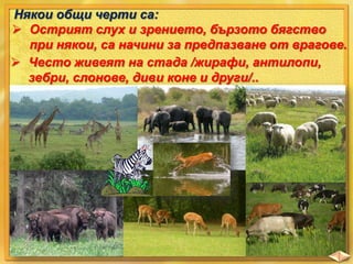 Някои общи черти са:
 Острият слух и зрението, бързото бягство
при някои, са начини за предпазване от врагове.
 Често живеят на стада /жирафи, антилопи,
зебри, слонове, диви коне и други/..

 